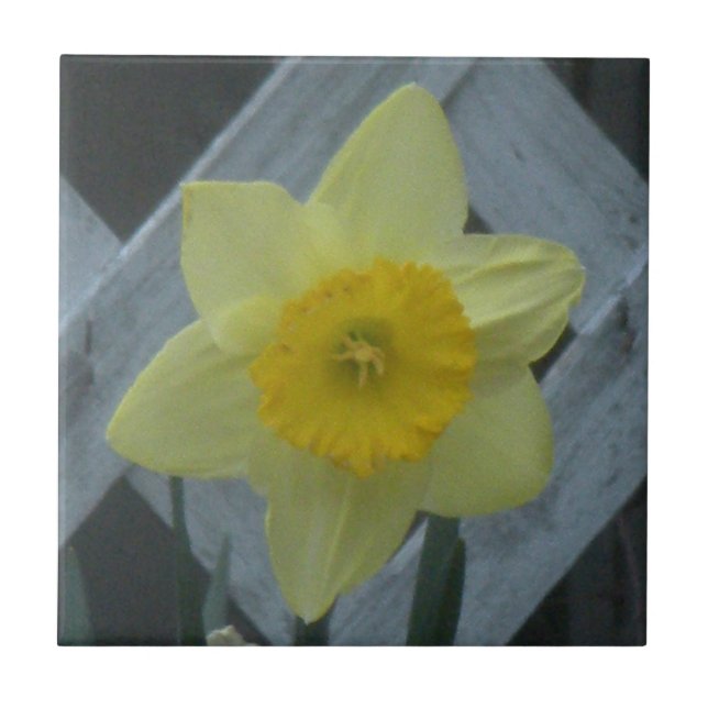 Think Spring! Kakelplatta (Framsidan)