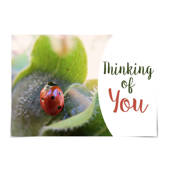 "Thinking of You" - entusiastiskt Ladybug Card Kort (Skapare uppladdad)