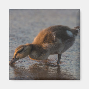 Thirsty Baby Magnet