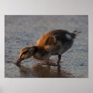 Thirsty Baby Poster