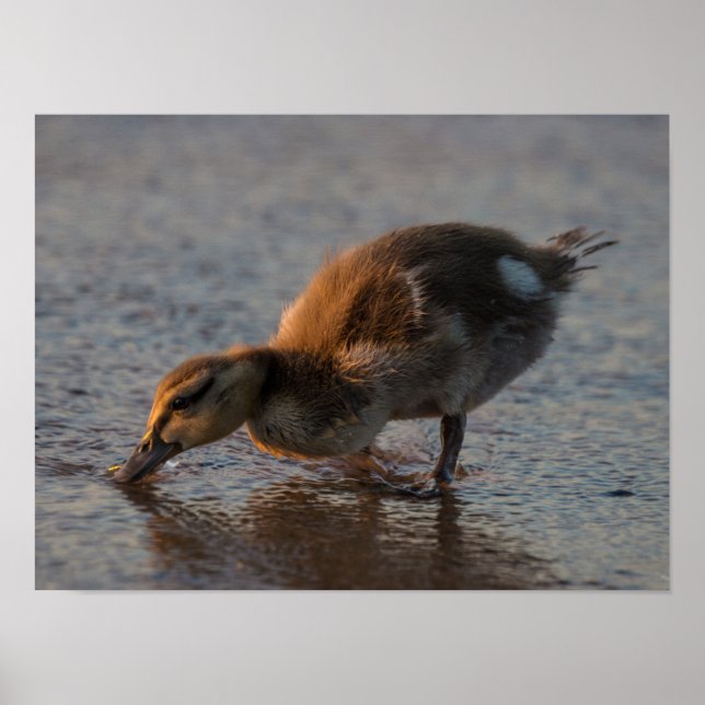 Thirsty Baby Poster (Framsidan)