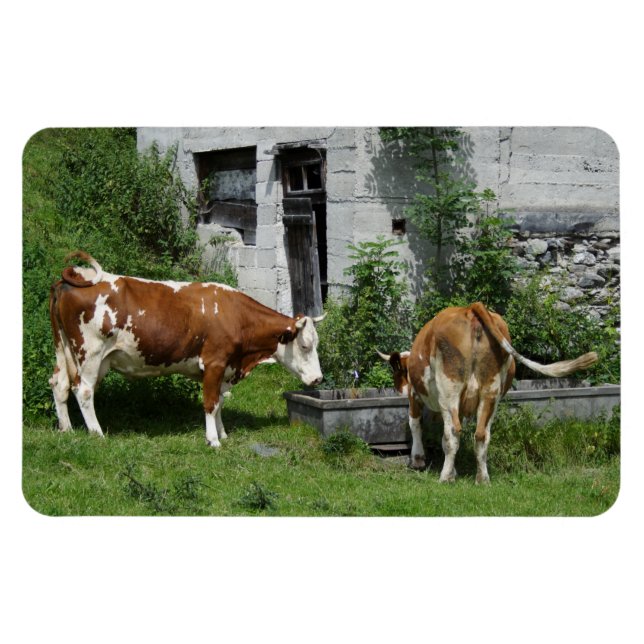 Thirsty Fleckvieh Magnet (Horisontell)