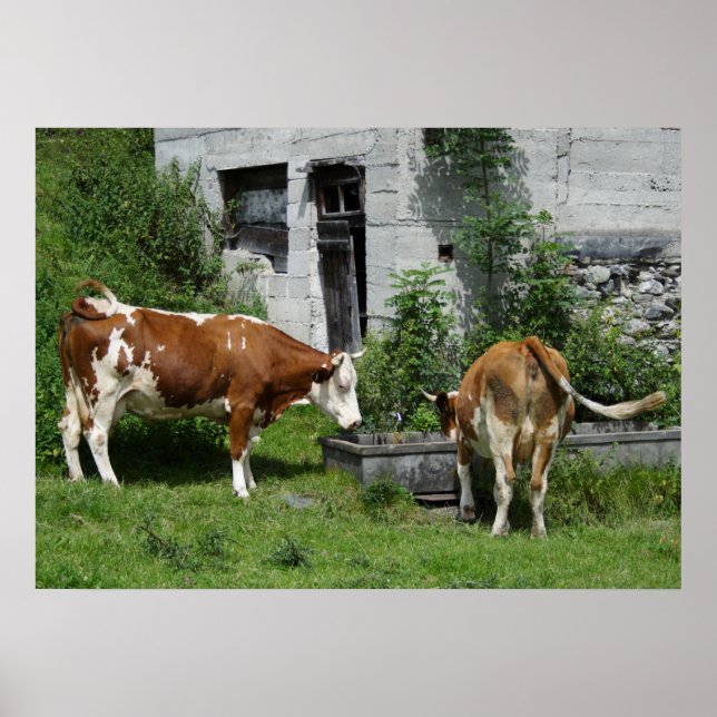 Thirsty Fleckvieh Poster (Framsidan)