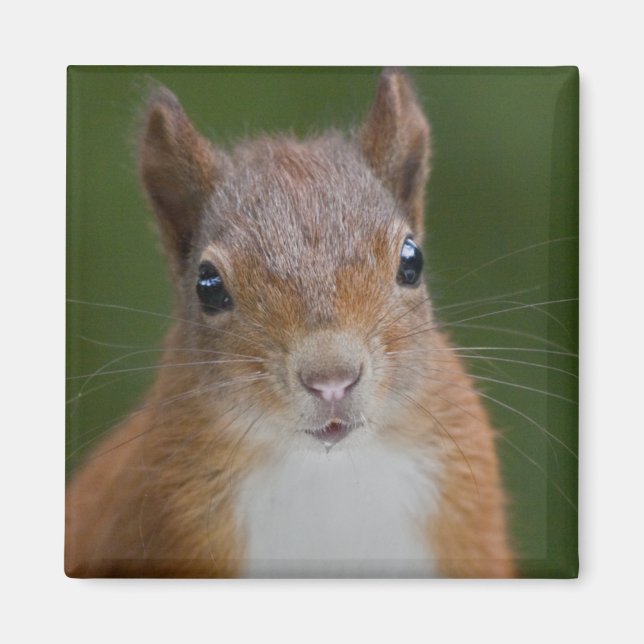 Thirsty Squirrel Magnet (Framsidan)