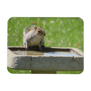 Thirsty Squirrel på Bird Bath Magnet