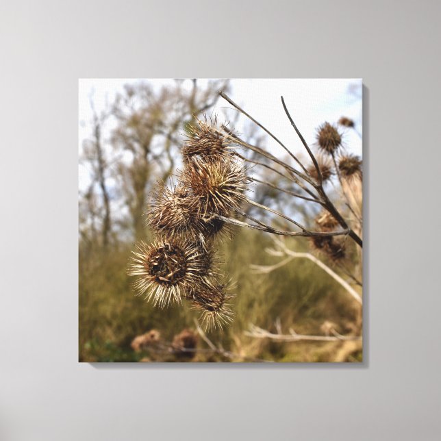 Thistle Canvastryck (Framsida)