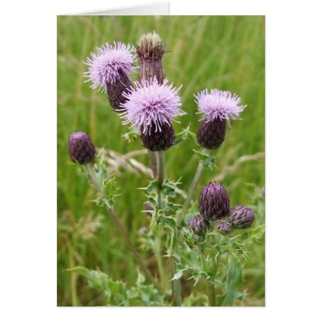 Thistle Card Hälsningskort (Framsidan)