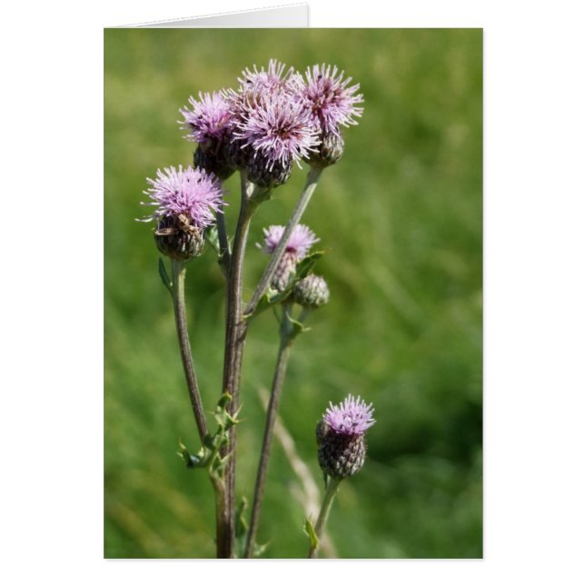Thistle Card Hälsningskort (Framsidan)