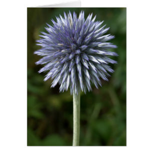 Thistle Card Hälsningskort
