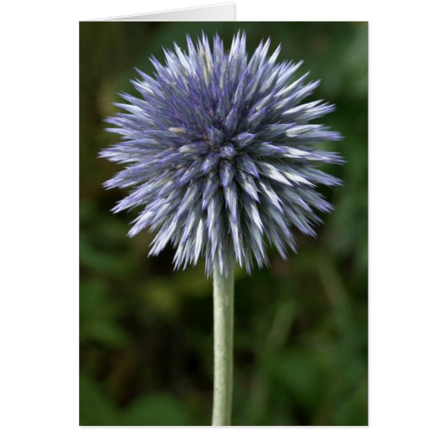 Thistle Card Hälsningskort (Framsidan)