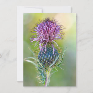 Thistle Flower Kort