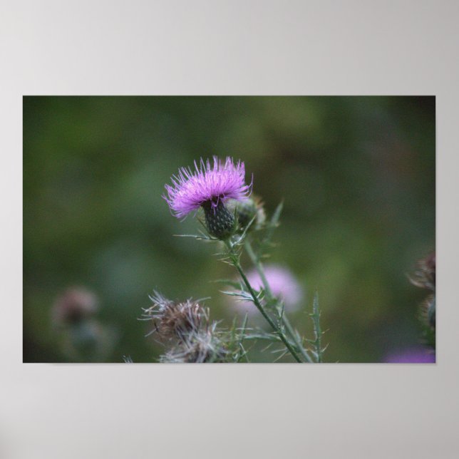 Thistle Flower Poster (Framsidan)