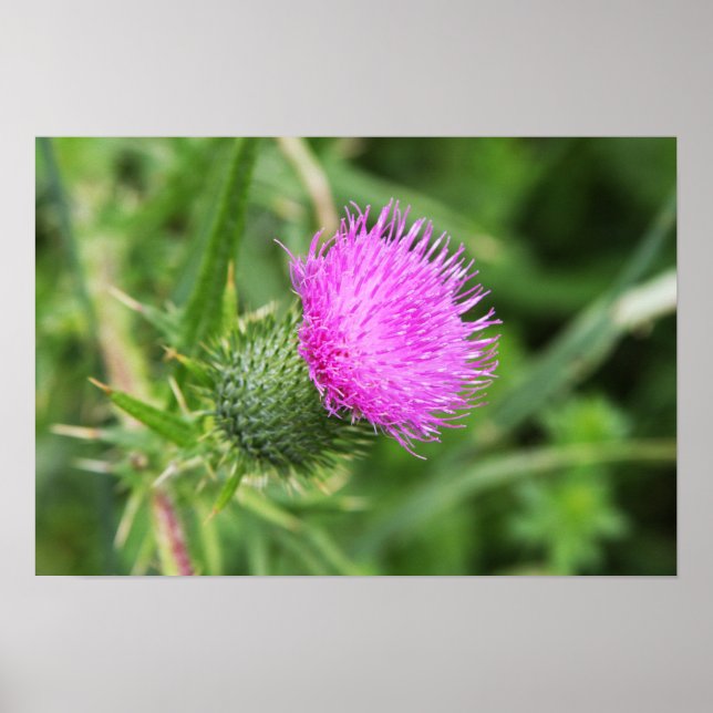 Thistle Flower Poster (Framsidan)