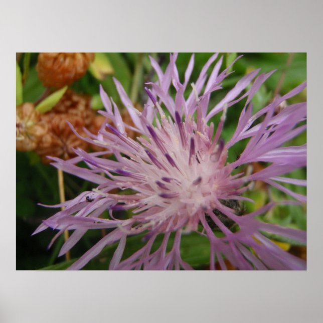 Thistle Flower Poster (Framsidan)