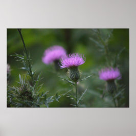 Thistle Flower Poster