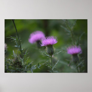 Thistle Flower Poster