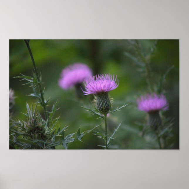 Thistle Flower Poster (Framsidan)