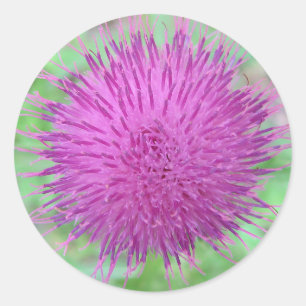 Thistle Flower Runt Klistermärke