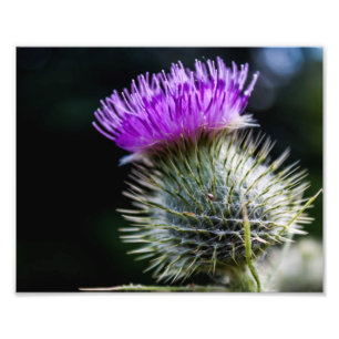 thistle fototryck