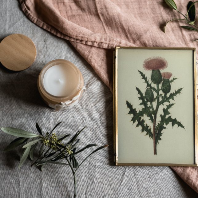 Thistle från Flowers and Ferns of America Poster (Skapare uppladdad)