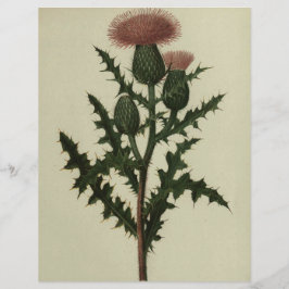 Thistle from Flowers and Ferns of America Papper