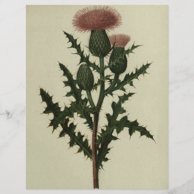 Thistle from Flowers and Ferns of America Papper (Framsida)