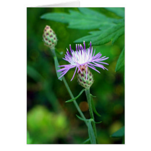 Thistle Hälsningskort