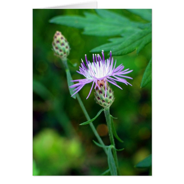 Thistle Hälsningskort (Framsidan)