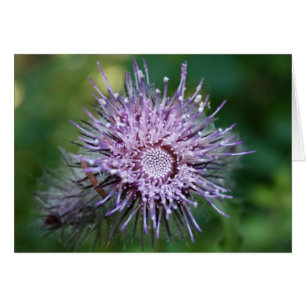 Thistle Hälsningskort