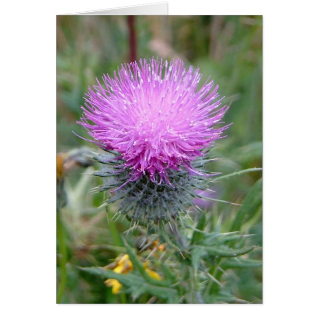 Thistle Hälsningskort (Framsidan)