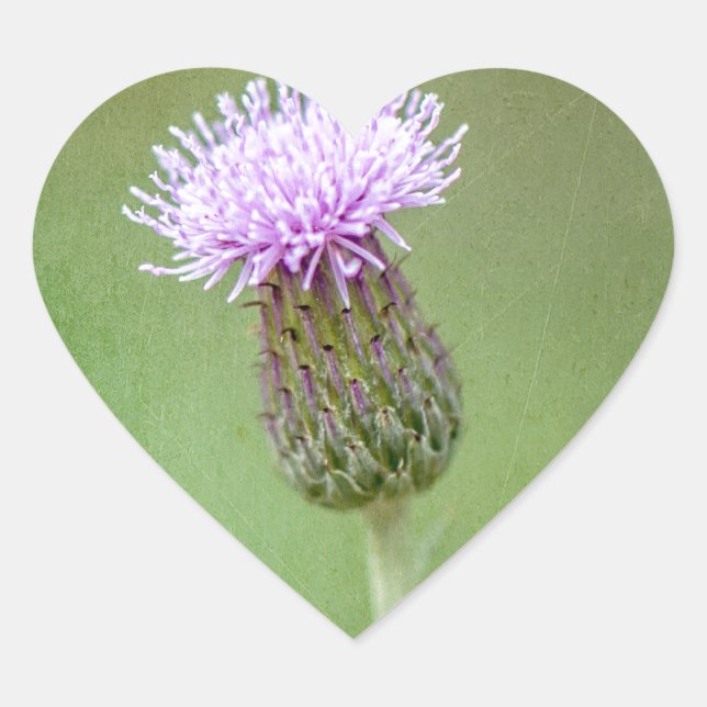 Thistle Hjärtformat Klistermärke (Framsida)