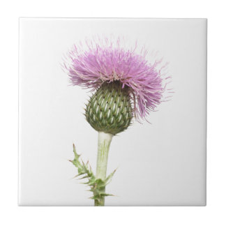 Thistle Kakelplatta