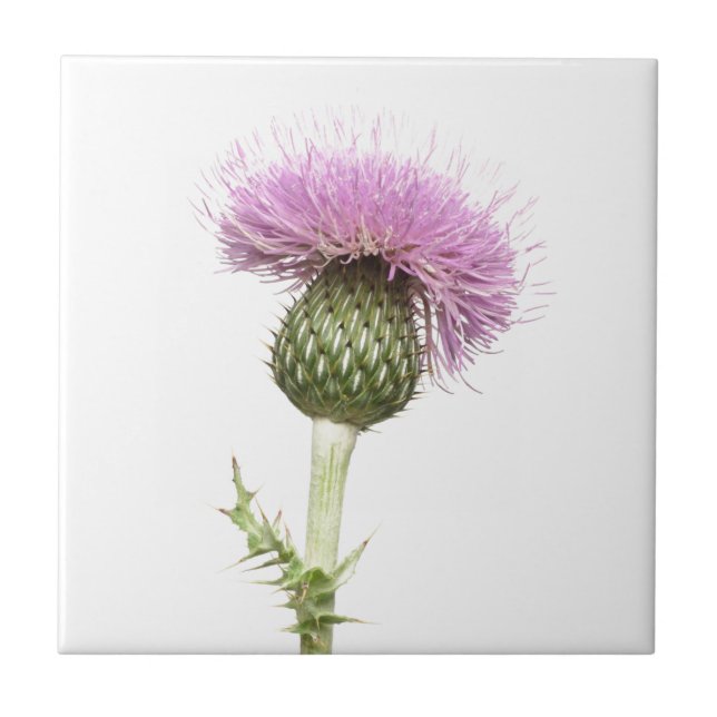 Thistle Kakelplatta (Framsidan)
