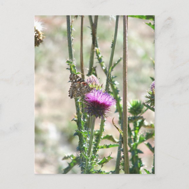 Thistle Kärlek Vykort (Framsida)