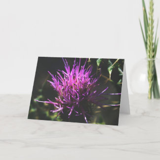"Thistle Kiss" Kort