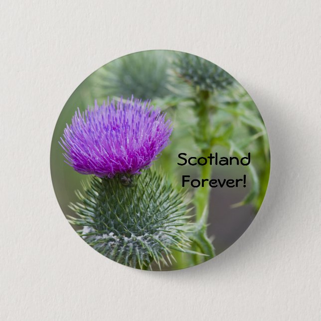 Thistle Knapp (Framsida)