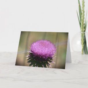 Thistle, kort