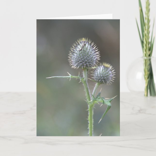 Thistle Kort (Framsida)