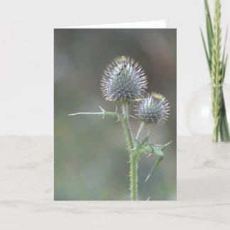 Thistle Kort