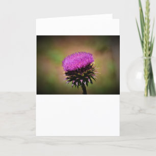Thistle, kort