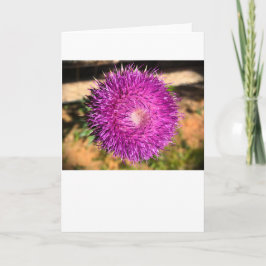 Thistle, kort