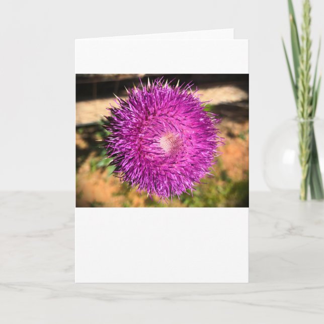 Thistle, kort (Framsida)