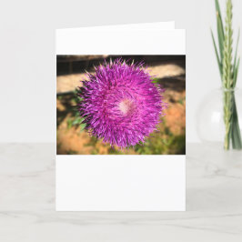 Thistle, kort