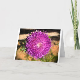 Thistle, kort