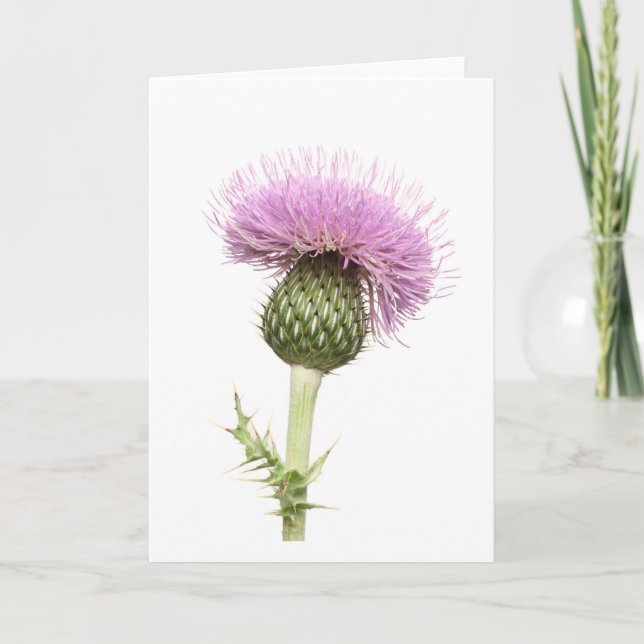 Thistle Kort (Framsida)