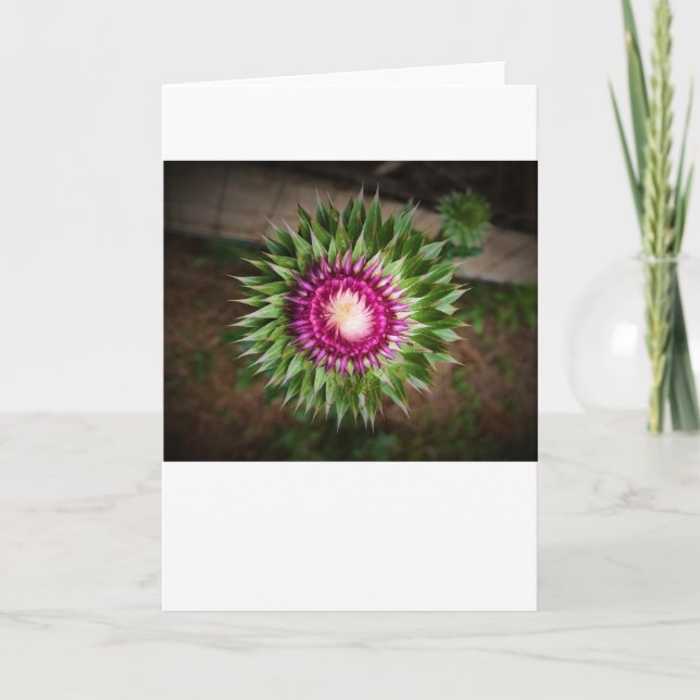 Thistle, kort (Framsida)
