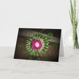 Thistle, kort