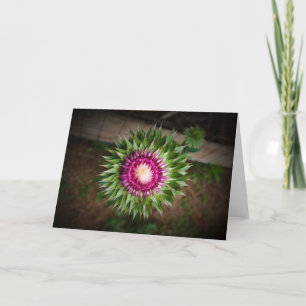 Thistle, kort