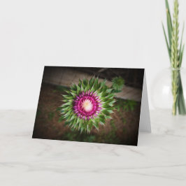 Thistle, kort