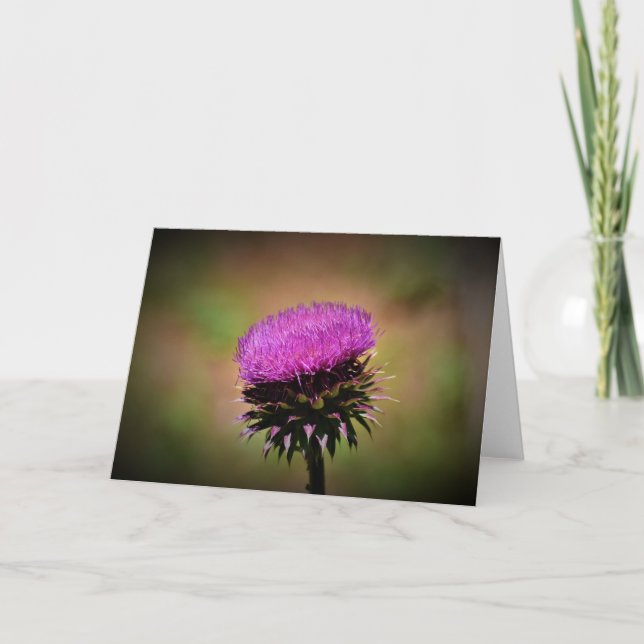Thistle, kort (Framsida)